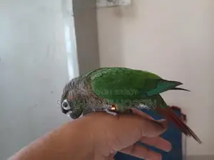 Full flight tame green chicken