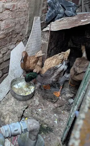 দেশি হাঁস (হাঁসগুলো রানিং ডিম পাড়ে)