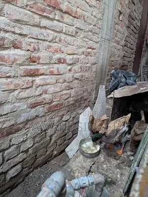 Native Ducks (Active Egg Layers)