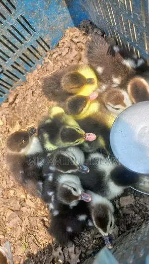 Muscovy Ducklings
