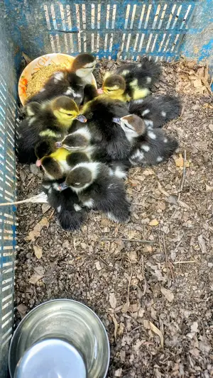 Muscovy Ducklings