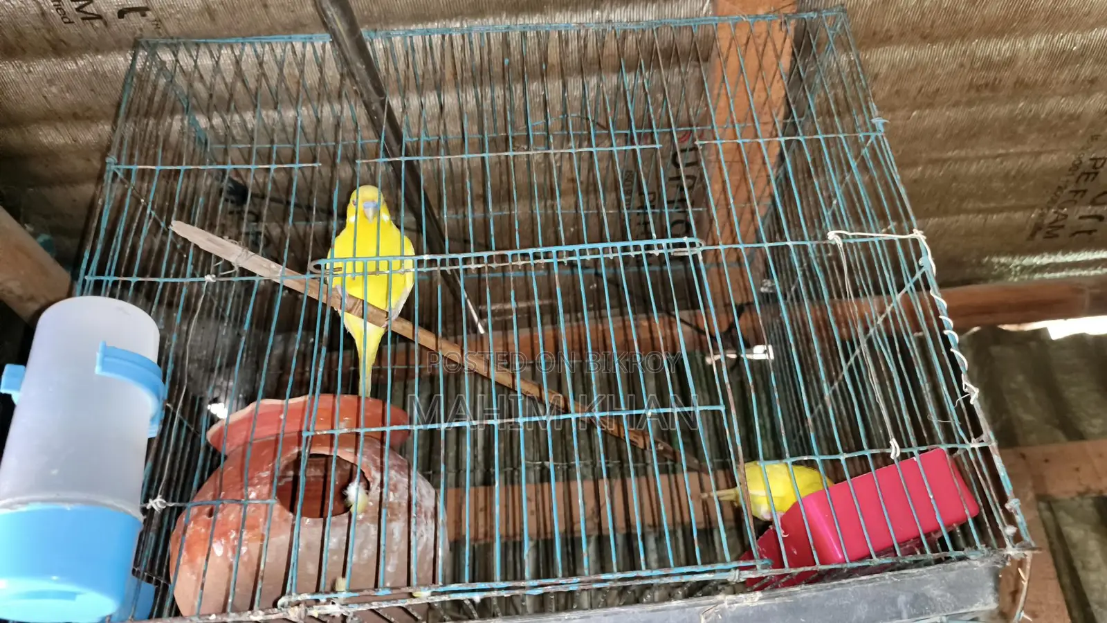 Love Birds Pair Male Female