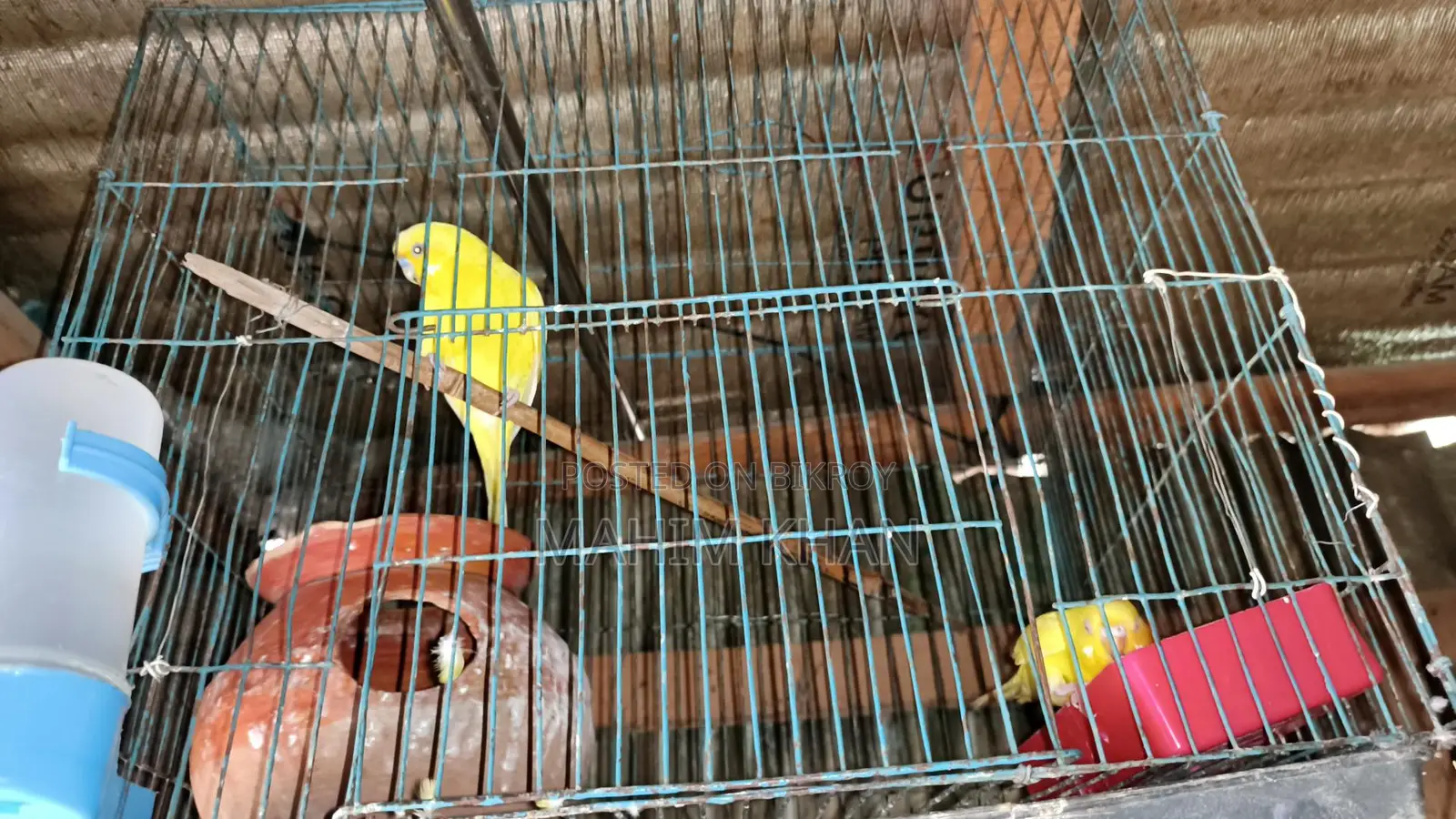 Love Birds Pair Male Female