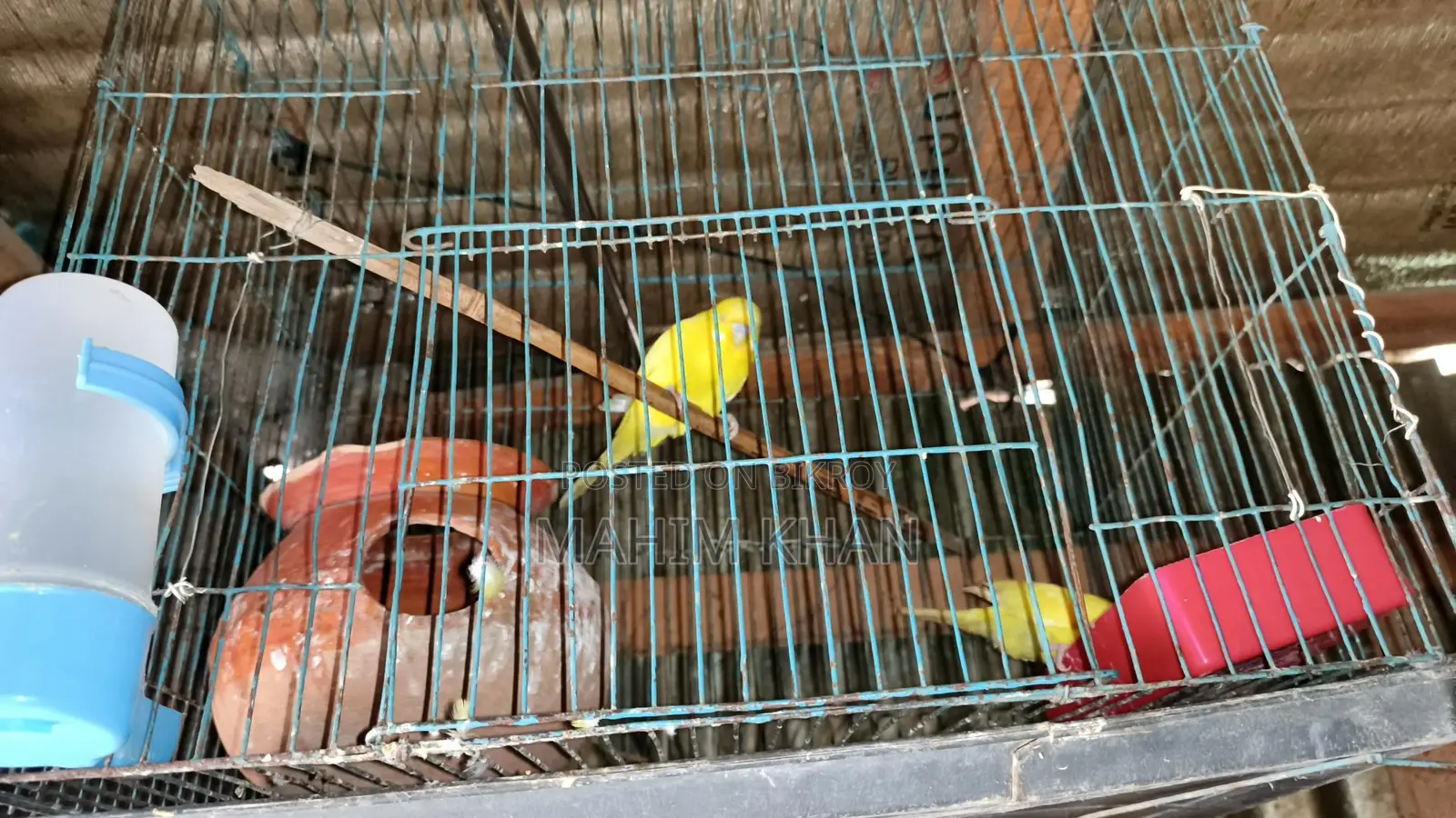 Love Birds Pair Male Female