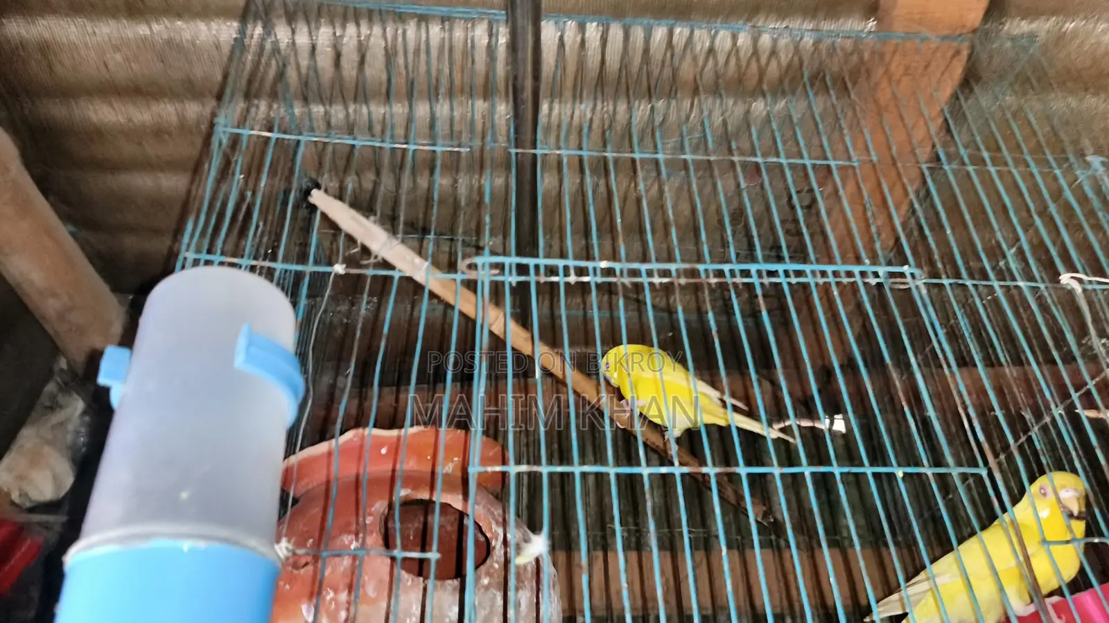 Love Birds Pair Male Female
