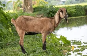 খাসি ছাগলের মাংস অফার।