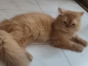 Persian Cat