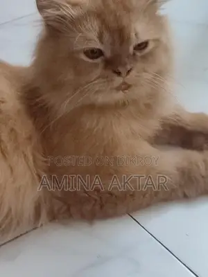 পার্সিয়ান বিড়াল
