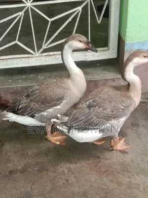 রাজা হাস ২ টা বিক্রি হবে।