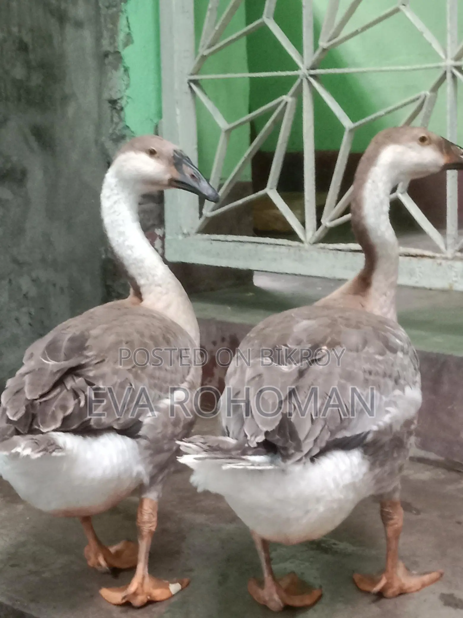 রাজা হাস ২ টা বিক্রি হবে।