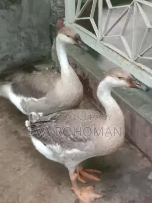 রাজা হাস ২ টা বিক্রি হবে।