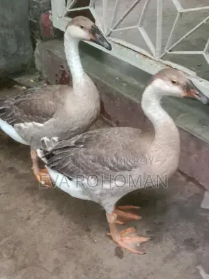 রাজা হাস ২ টা বিক্রি হবে।