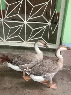 রাজা হাস ২ টা বিক্রি হবে।