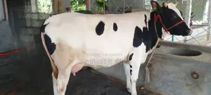 ১১৭৬নং গাভী গরু ভালো জাতের।