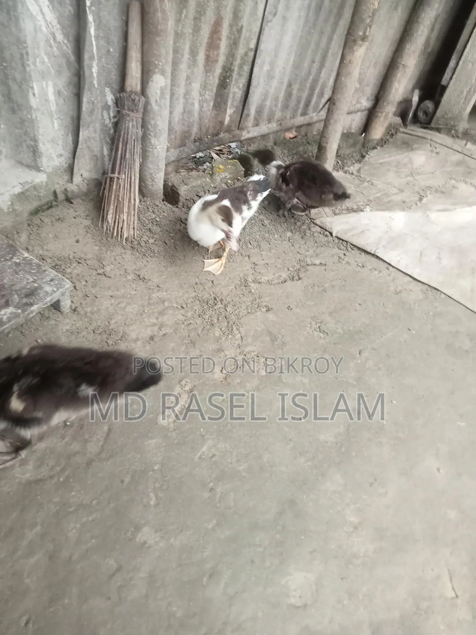Muscovy Duck