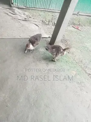Muscovy Duck