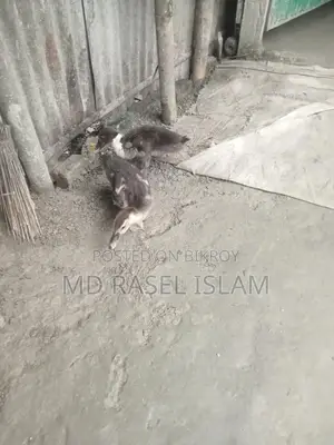 Muscovy Duck