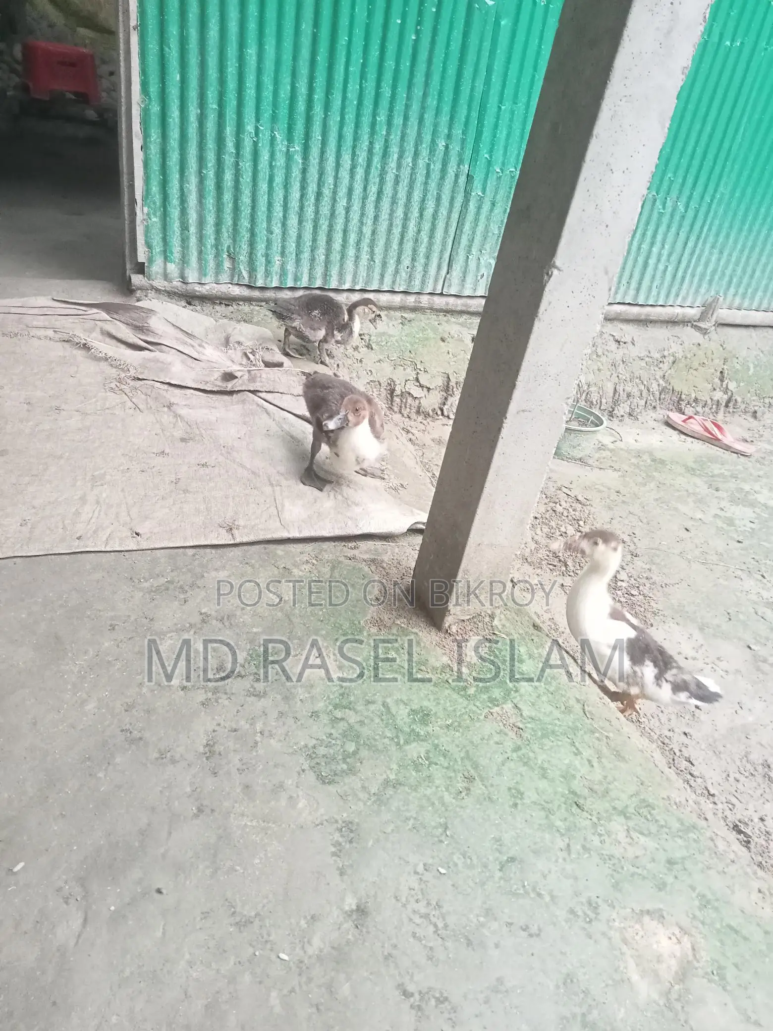 Muscovy Duck