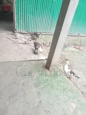 Muscovy Duck