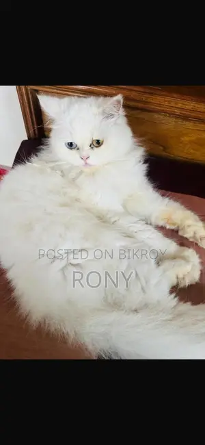 Persian Cat