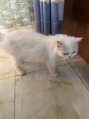 Persian Cat