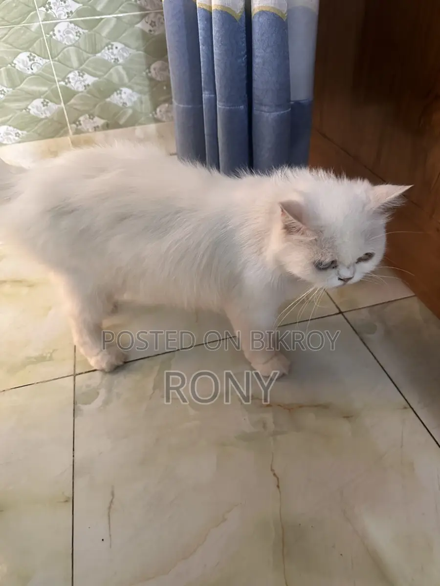 Persian Cat