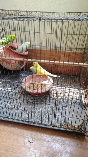 Budgerigar