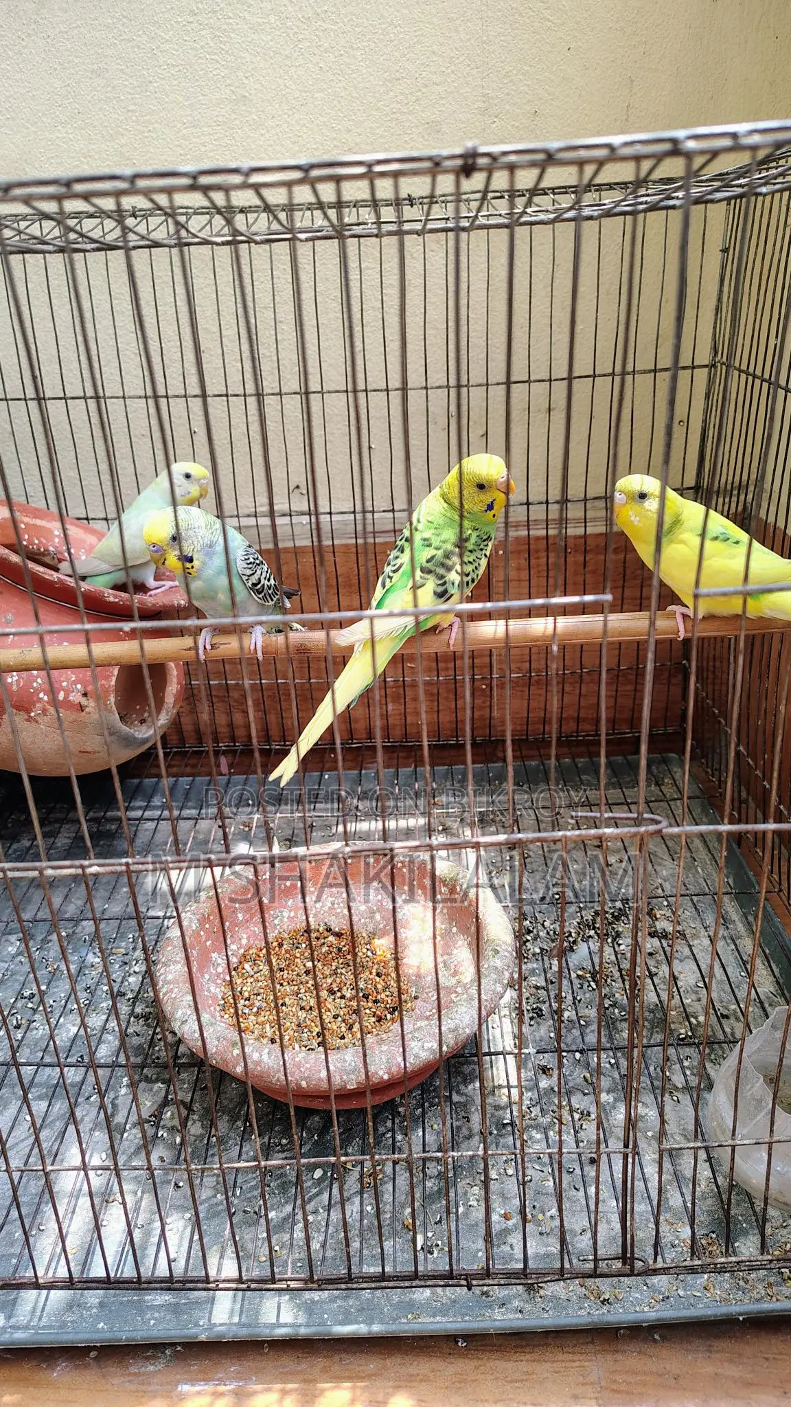 Budgerigar