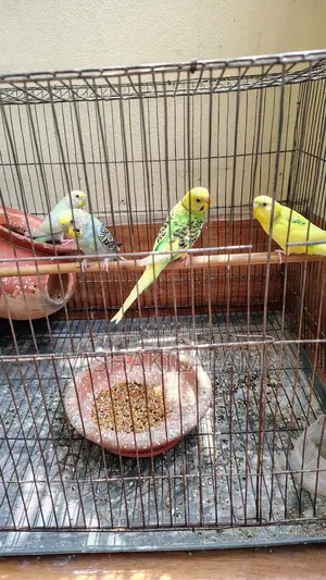 Budgerigar