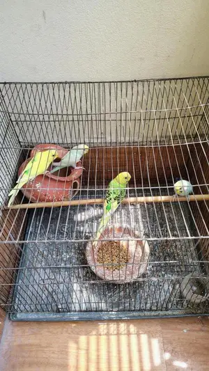 Budgerigar