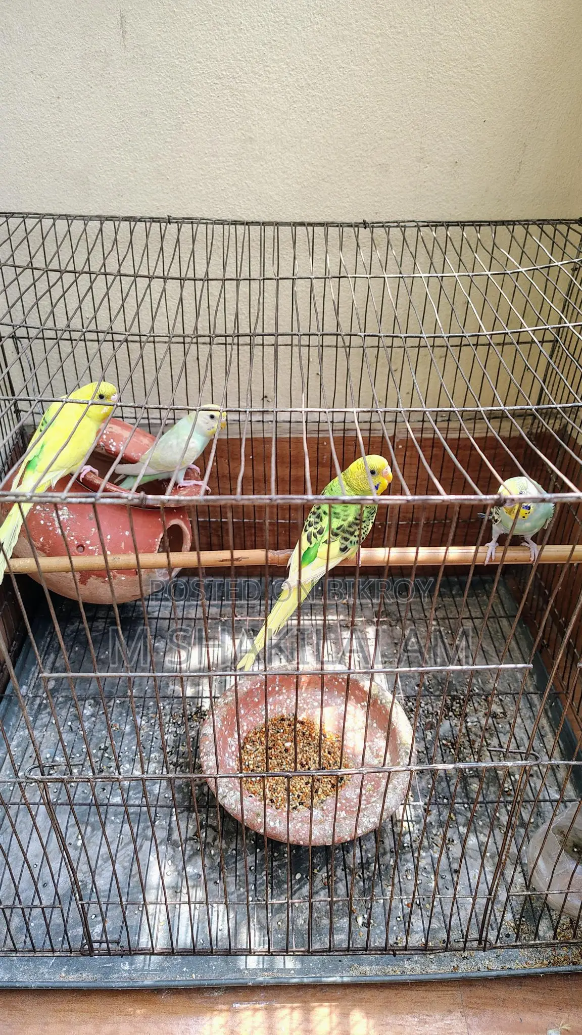 Budgerigar
