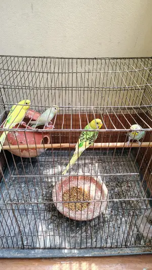 Budgerigar