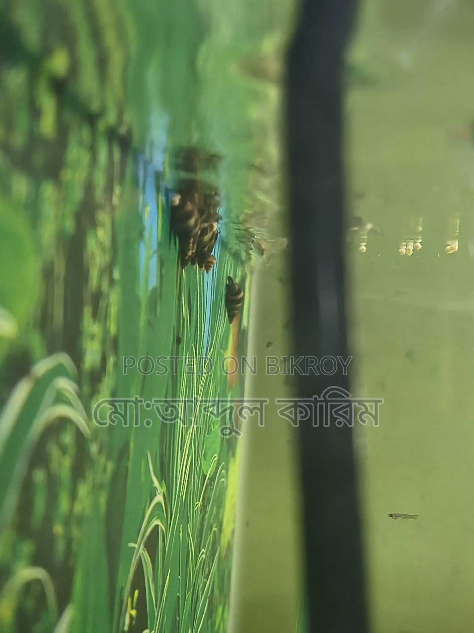 Aquarium Snails