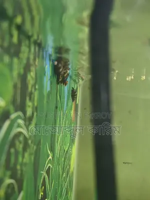 Aquarium Snails
