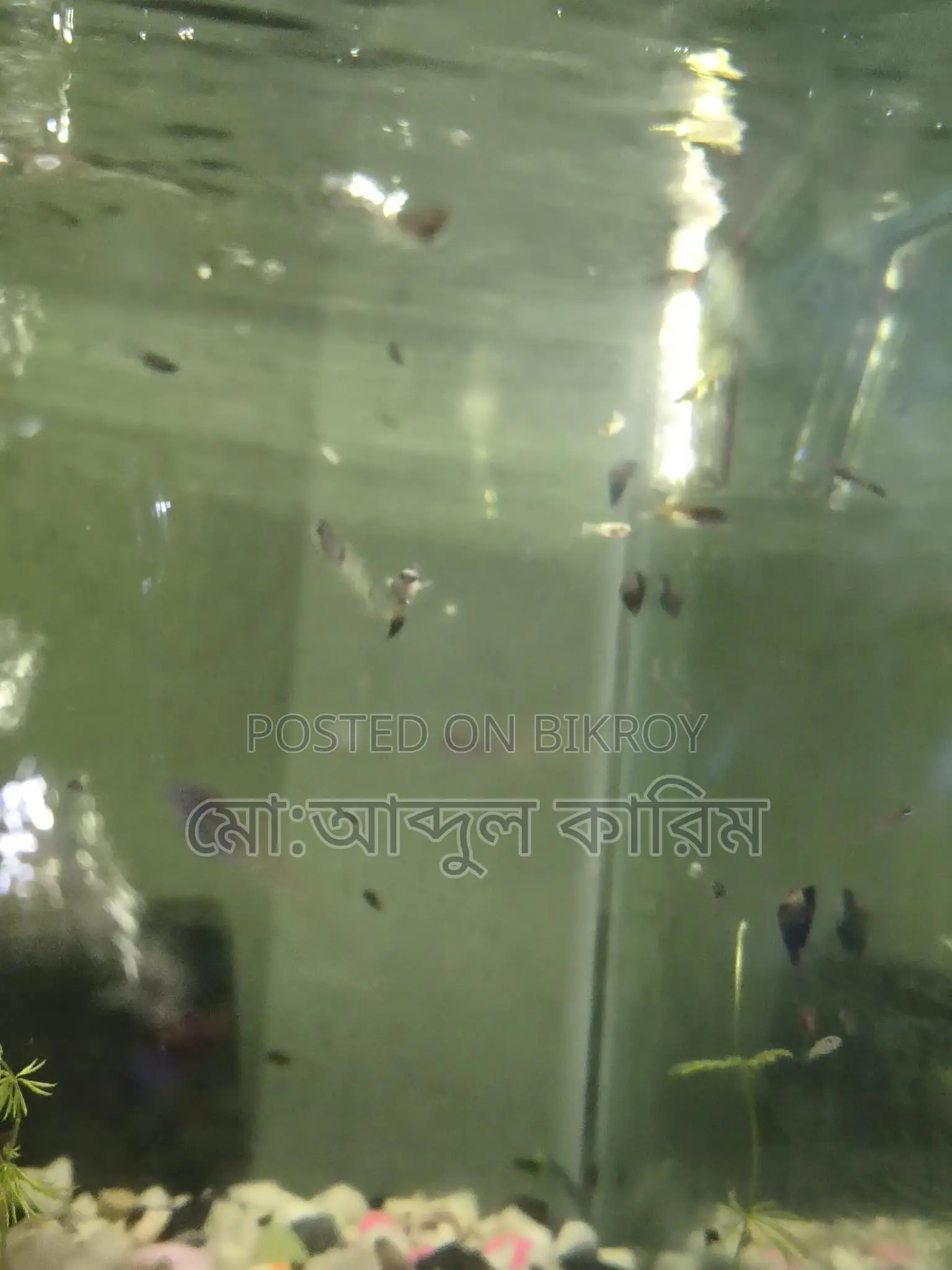 Aquarium Snails