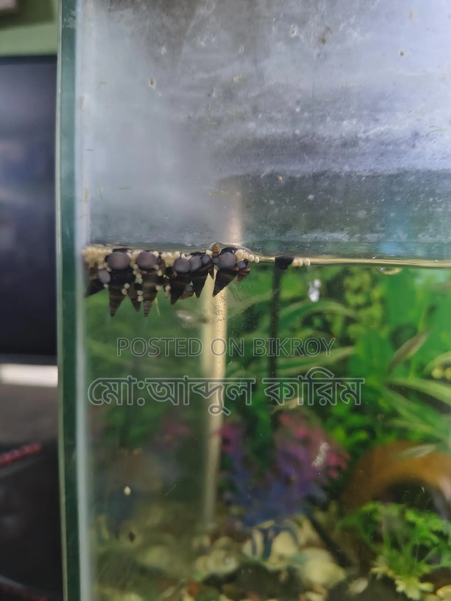 Aquarium Snails