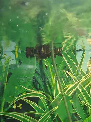 Aquarium Snails