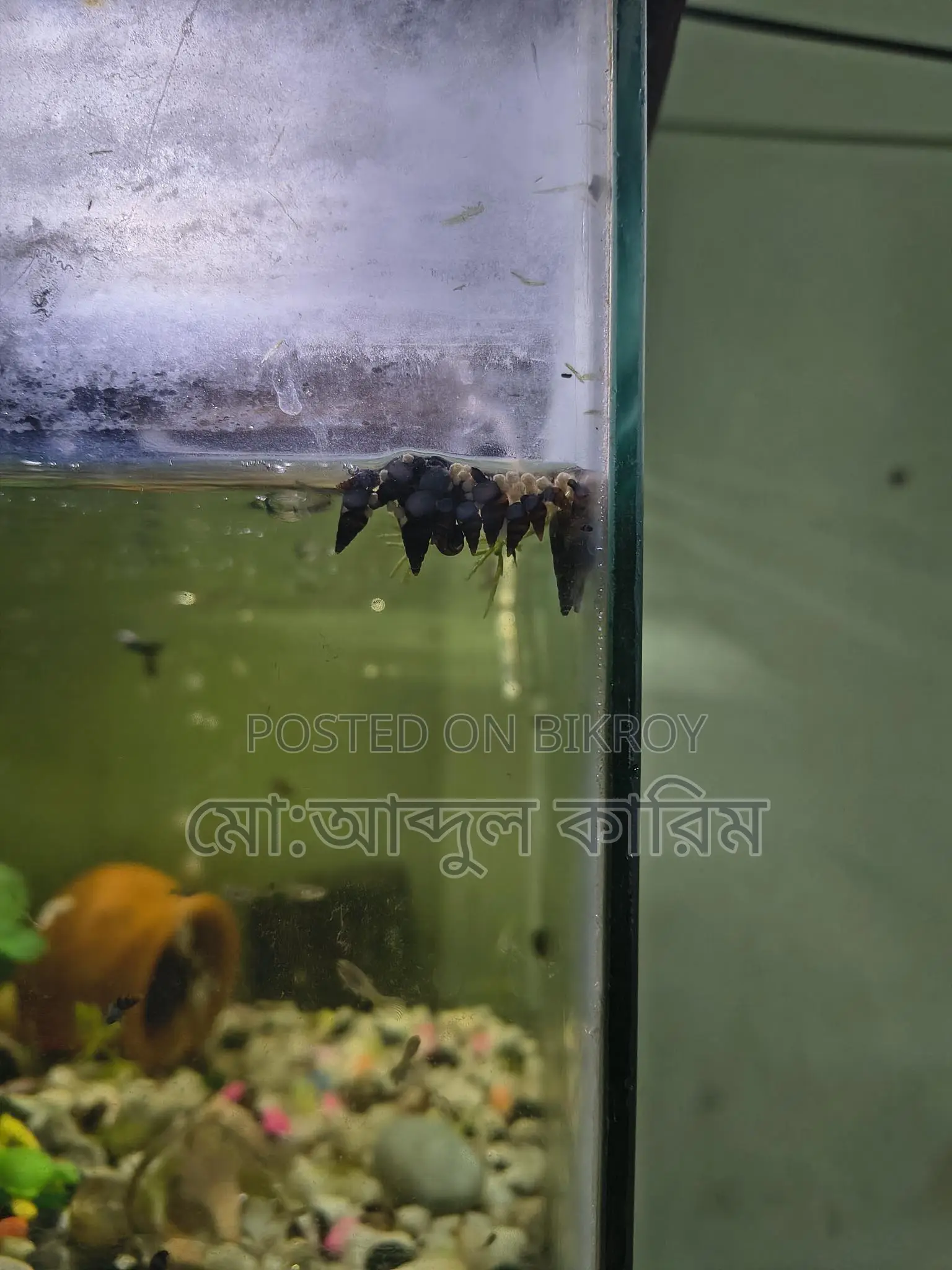 Aquarium Snails