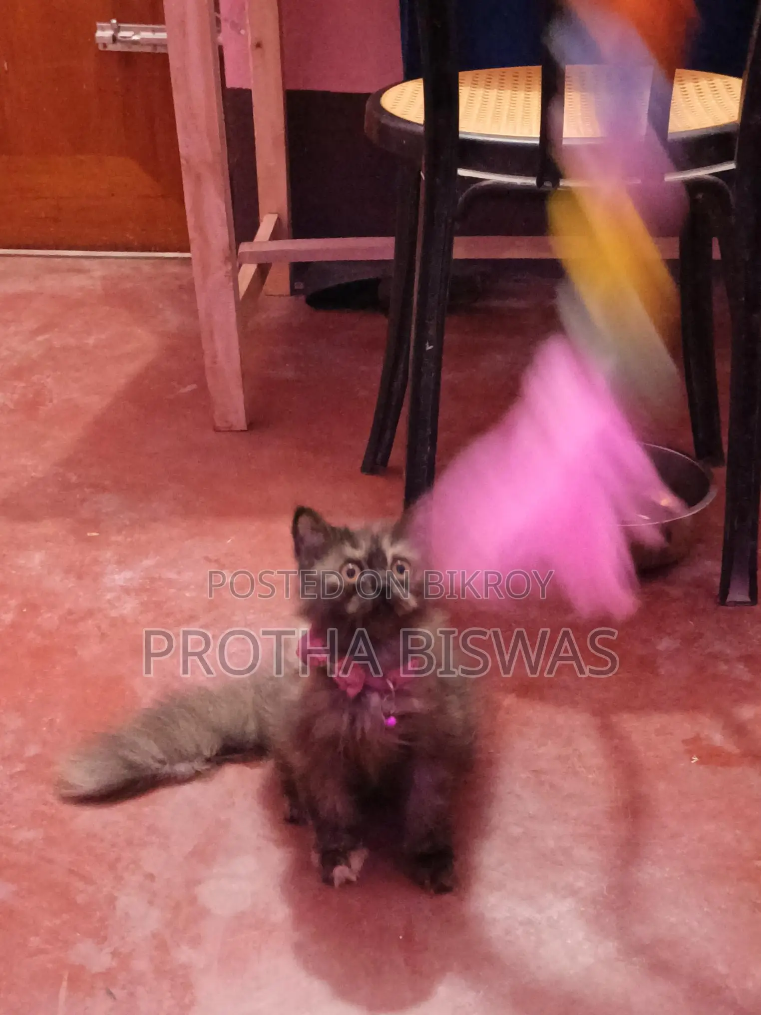 Persian Cat