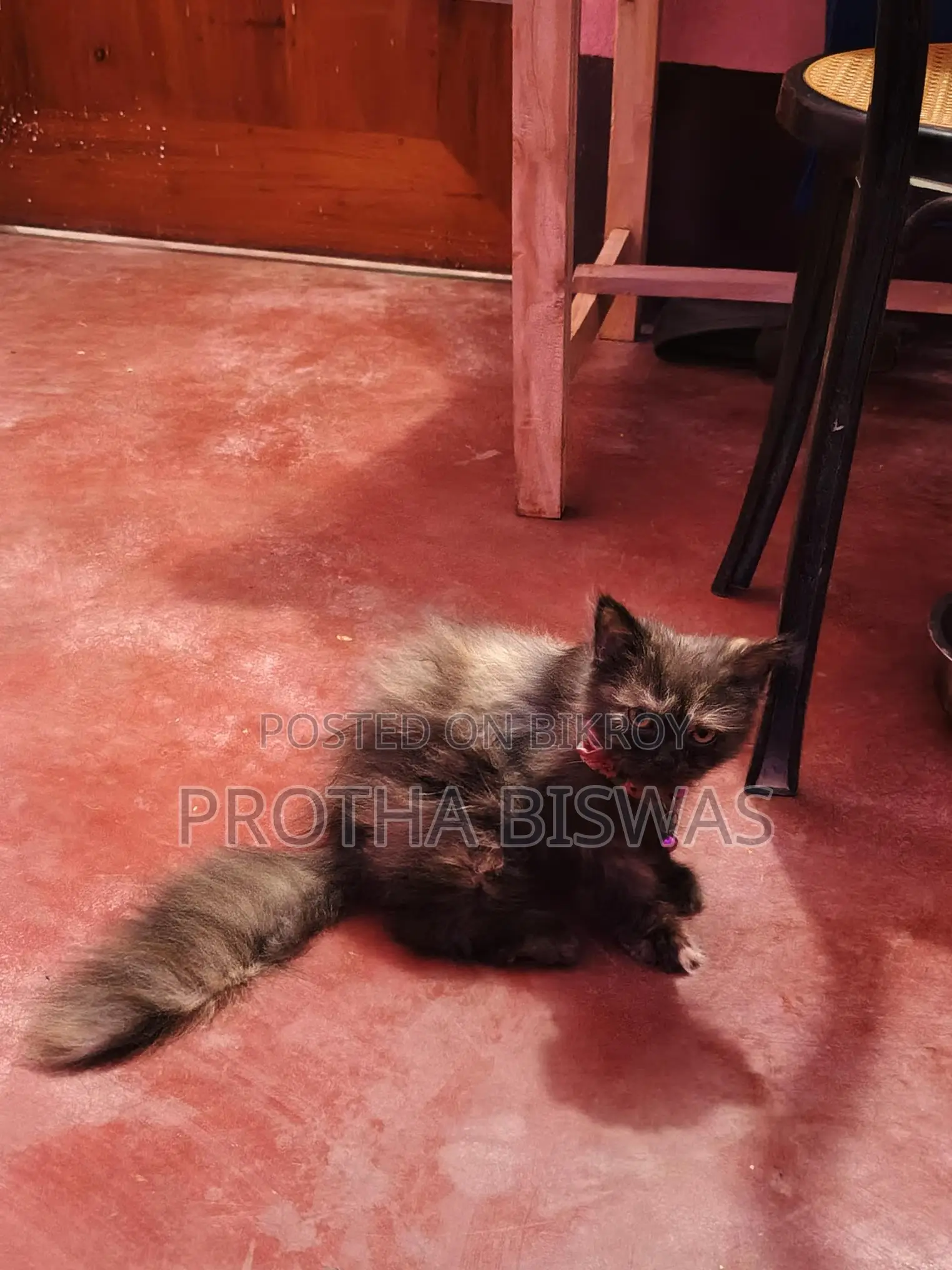 Persian Cat