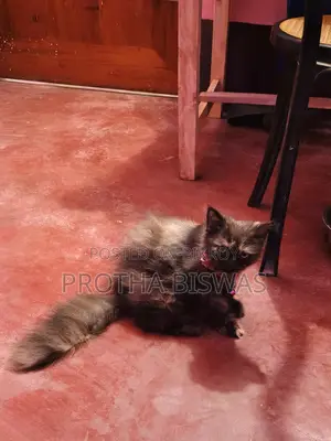 Persian Cat