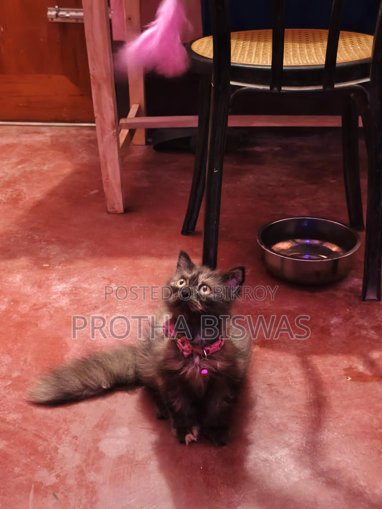 Persian Cat