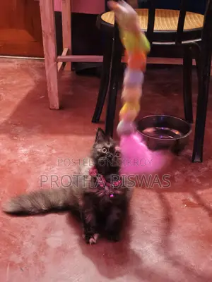 Persian Cat