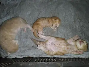 Mix Breed Ginger Kitten with Mother Cat