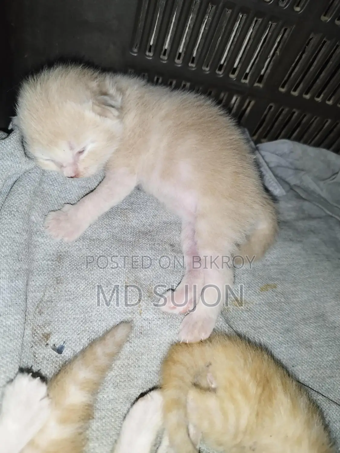 Mix Breed Ginger Kitten with Mother Cat
