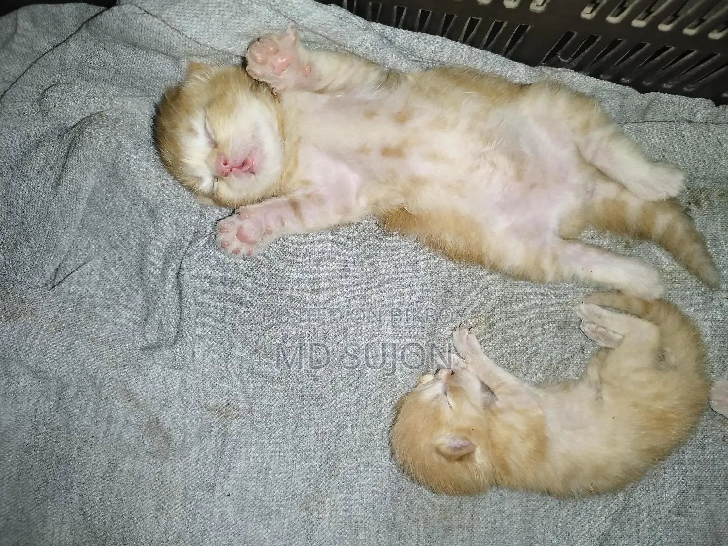 Mix Breed Ginger Kitten with Mother Cat