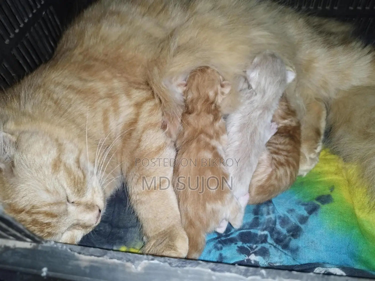 Mix Breed Ginger Kitten with Mother Cat