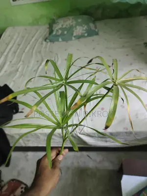 ইনডোর প্ল্যান্ট