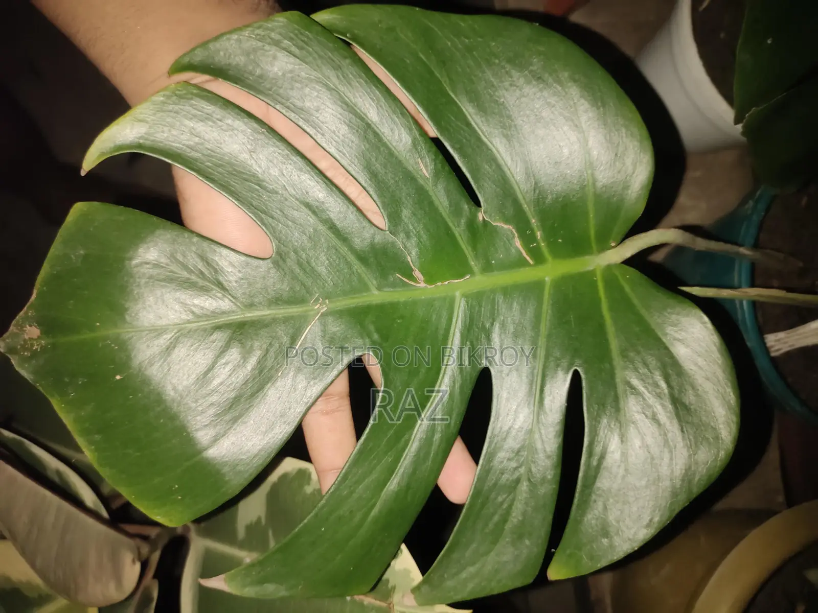 ইনডোর প্ল্যান্ট