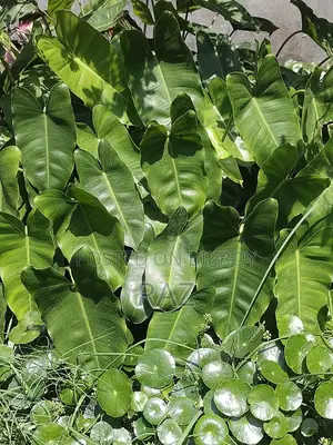 ইনডোর প্ল্যান্ট